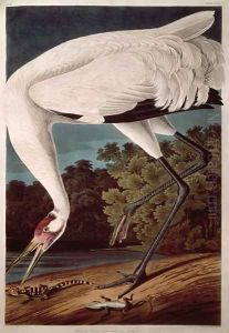 Whooping Crane, from 'Birds of America' by John James Audubon