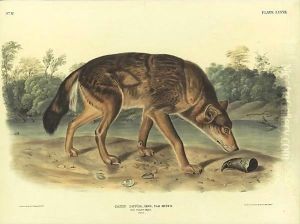 Red Wolf from Quadrupeds of North America