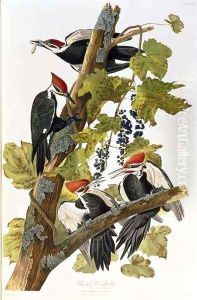 Pileated Woodpecker by John James Audubon