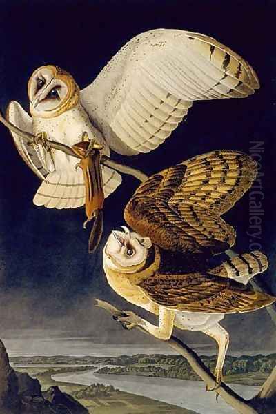 Barn Owl - view 1