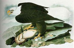 The Bald Headed Eagle From Birds Of America by John James Audubon