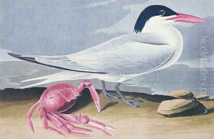 Cayenne Tern