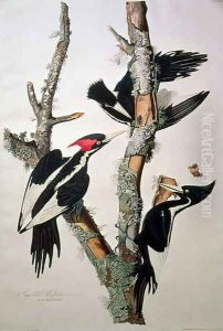 Vory-billed Woodpecker, from 'Birds of America', 1829 by John James Audubon