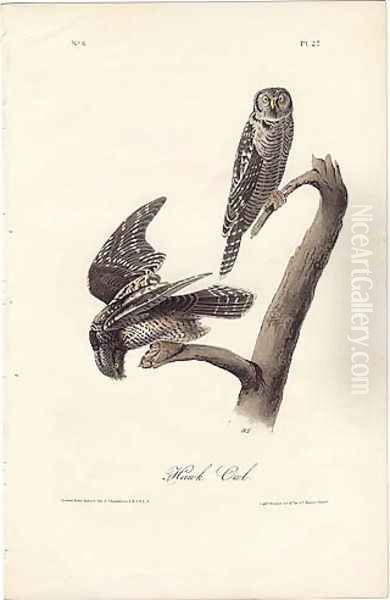 Hawk Owl - view 1