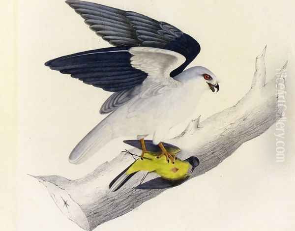 White-tailed Kite - view 1