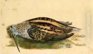 Woodcock by John James Audubon