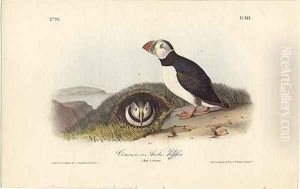 Common or Arctic Puffin by John James Audubon