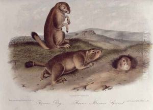 Prairie Dog from 'Quadrupeds of North America', 1842-45