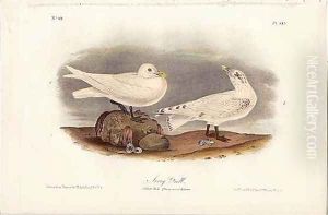 Ivory Gull