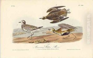 American Golden Plover by John James Audubon