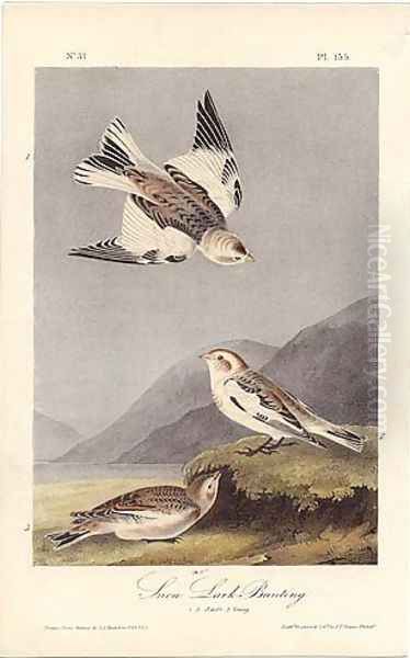 Snow Lark Bunting - view 1