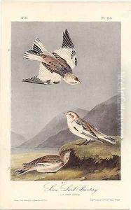 Snow Lark Bunting