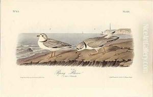 Piping Plover