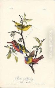 Painted Bunting by John James Audubon