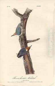 Brown headed nuthatch by John James Audubon