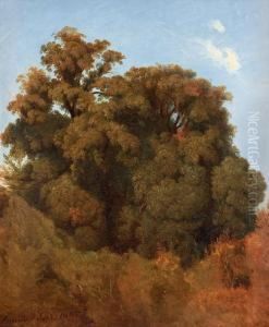 Study Of Trees, Arricia by Joseph Magnus Stack