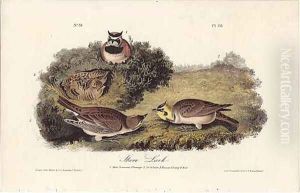 Shore Lark by John James Audubon