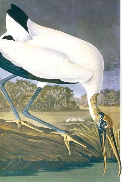 American Stork - view 1