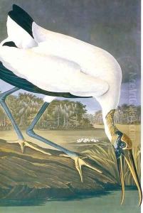 American Stork by John James Audubon
