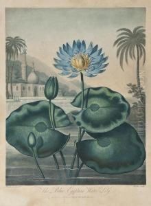 The Blue Egyptian Water-lily