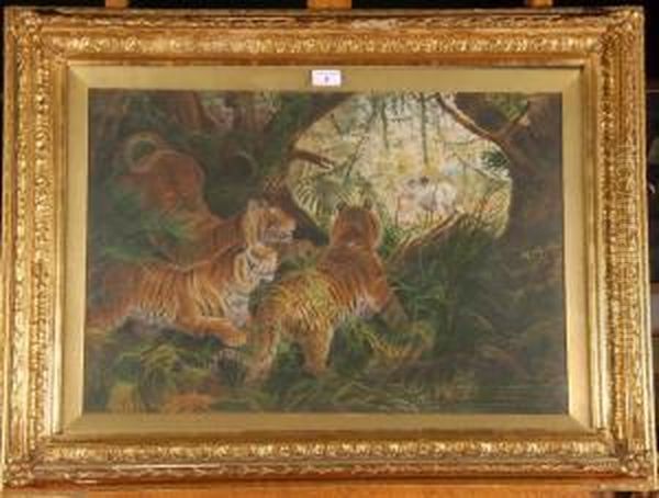 3 Tigers Stalking Their Prey - view 1