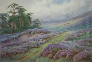 Heather Covered Moorland