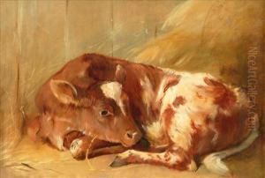 Study Of A Resting Calf