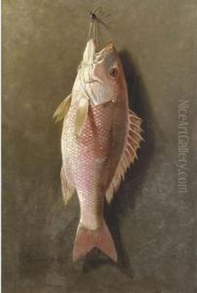 Still Life Of Red Snapper - view 1