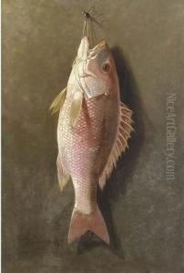 Still Life Of Red Snapper