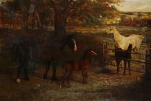 Horses In A Paddock