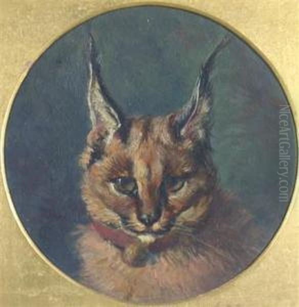 Young Wild Cat - view 1