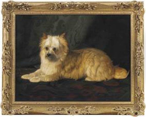 A Norfolk Terrier - view 1