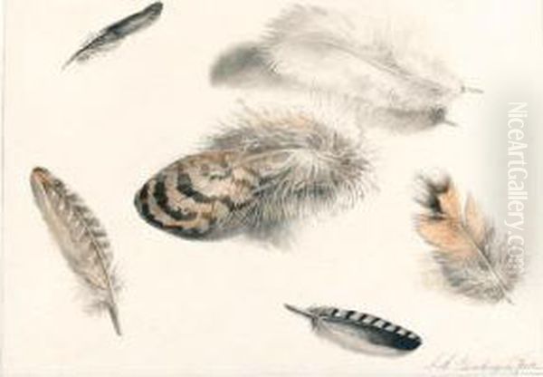 Sheet Of Studies Of Feathers - view 1