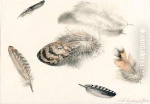 Sheet Of Studies Of Feathers by Albertus Steenbergen