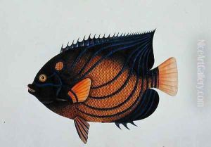 Exotic Fish, from 'Drawings of Fishes from Malacca', c.1805-18 by Anonymous Artist
