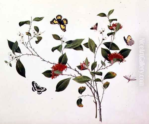 Plant Study with Butterflies and Insects, c.1800 - view 1