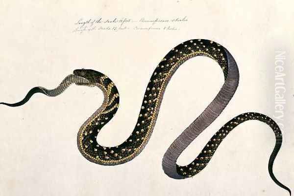Large snake eating another, from 'Drawings of Animals, Insects and Reptiles from Malacca', c.1805-18 - view 1