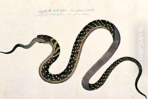 Large snake eating another, from 'Drawings of Animals, Insects and Reptiles from Malacca', c.1805-18 by Anonymous Artist