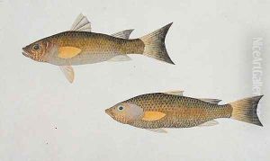 Fish with orange fins, from 'Drawings of Fishes from Malacca', c.1805-18 by Anonymous Artist