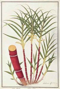 Sugar Cane, Teboo Gagak, from 'Drawings of Plants from Malacca', c.1805-18