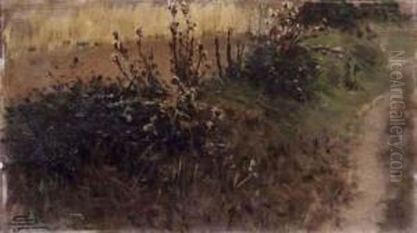 Cardoni Selvatici - view 1