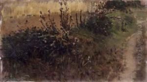 Cardoni Selvatici by Luigi Steffani
