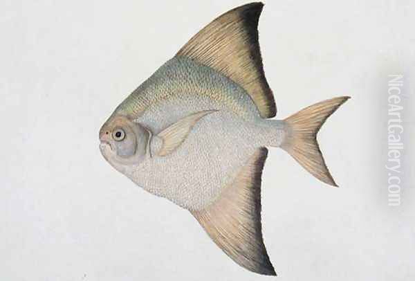 White Pamphlet, Eekan Bawal Pootie, from 'Drawings of Fishes from Malacca', c.1805-18 - view 1