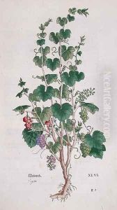 Grape Vine Vitis Vinifera botanical plate from De Historia Stirpium by Leonard Fuchs 1501-66 1543 by Anonymous Artist