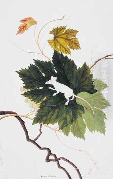 Japan Mouse, from 'Drawings of Animals, Insects and Reptiles from Malacca', c.1805-18 - view 1