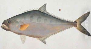 Five Fingered Fish, Eekan Talong, from 'Drawings of Fishes from Malacca', c.1805-18 by Anonymous Artist