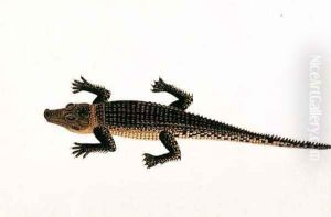 Boo-ay-ah Alligator, from 'Drawings of Animals, Insects and Reptiles from Malacca', c.1805-18