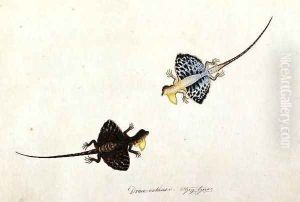 Flying Lizard, Draco volans, Soompah Soompah, from 'Drawings of Animals, Insects and Reptiles from Malacca', c.1805-18 by Anonymous Artist