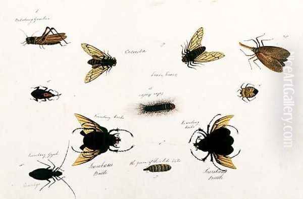 Bilalang Gambur, Cicada, Koombang Kerbo, Koombang Gajah, Scaraboeus Beetle, Ucanucang, from 'Drawings of Animals, Insects and Reptiles from Malacca', c.1805-18 - view 1