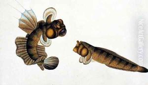 Mud Fish, Tumba Koli, from 'Drawings of Fishes from Malacca', c.1805-18 by Anonymous Artist
